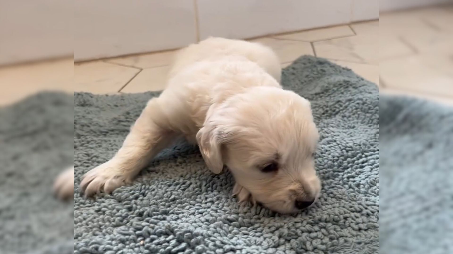 Sweet Little Puppy Rejected By Her Mom Because She Was Born With Deformity Finds Unconditional Love