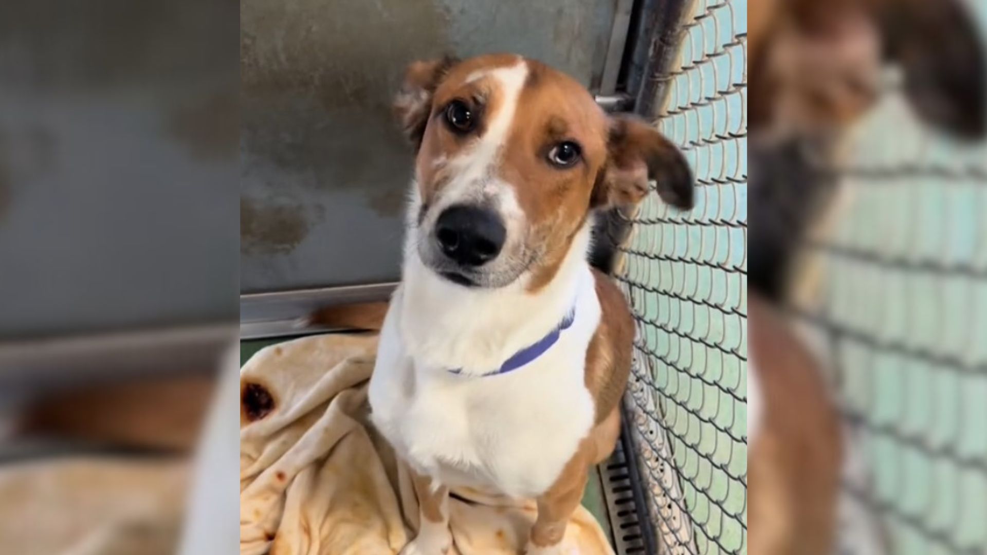 Sweet Pup Who Spent 355 Days In Shelter Learned How To Sit So That He Could Be Adopted