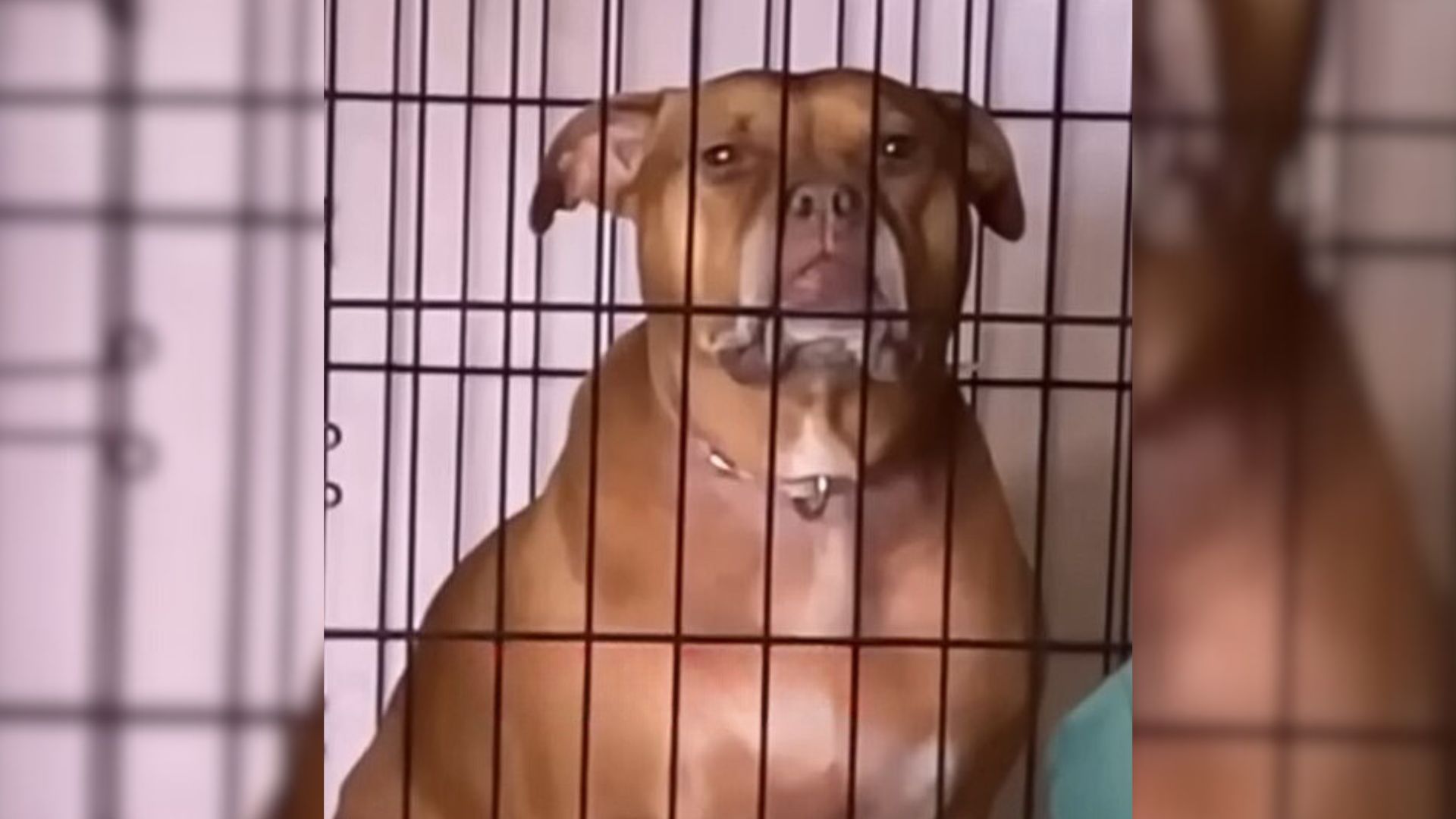 Caged Dog Who Spent Her Whole Life In Captivity Can’t Hide Happiness After Tasting Freedom