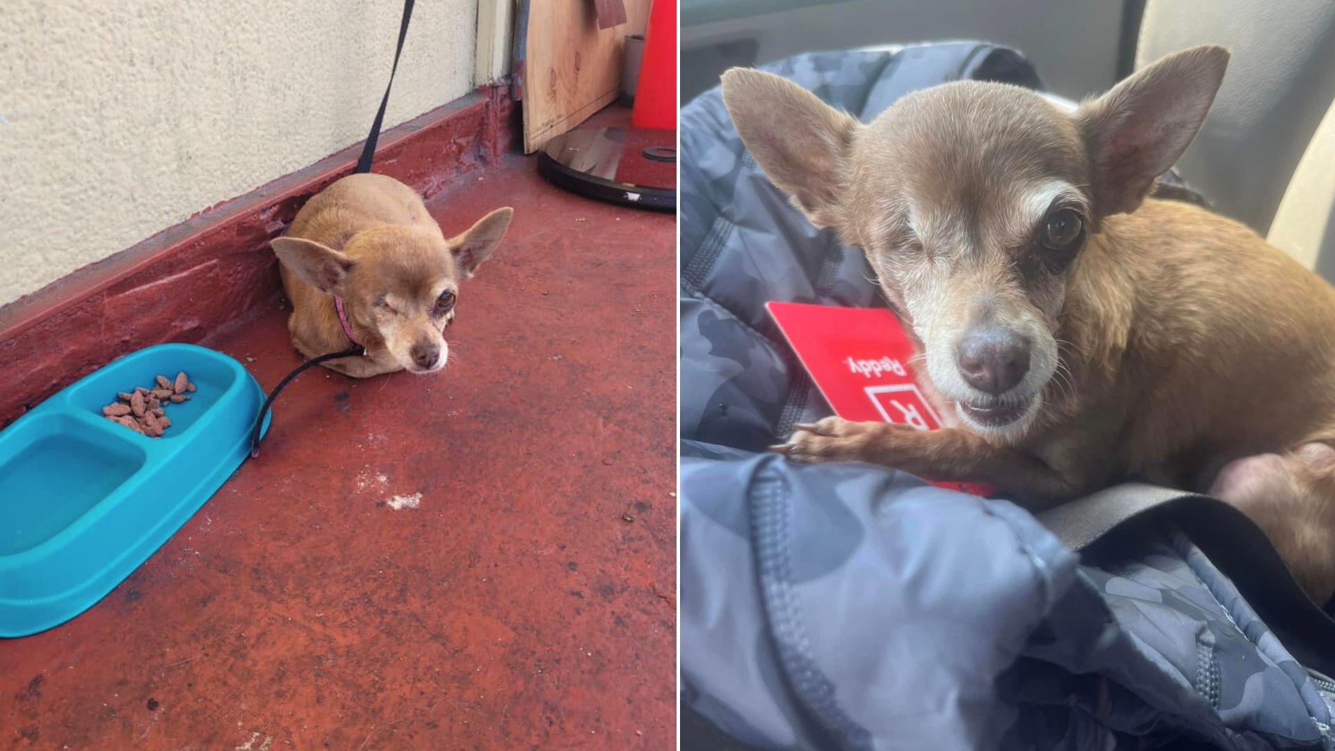 senior pup tied to a porch