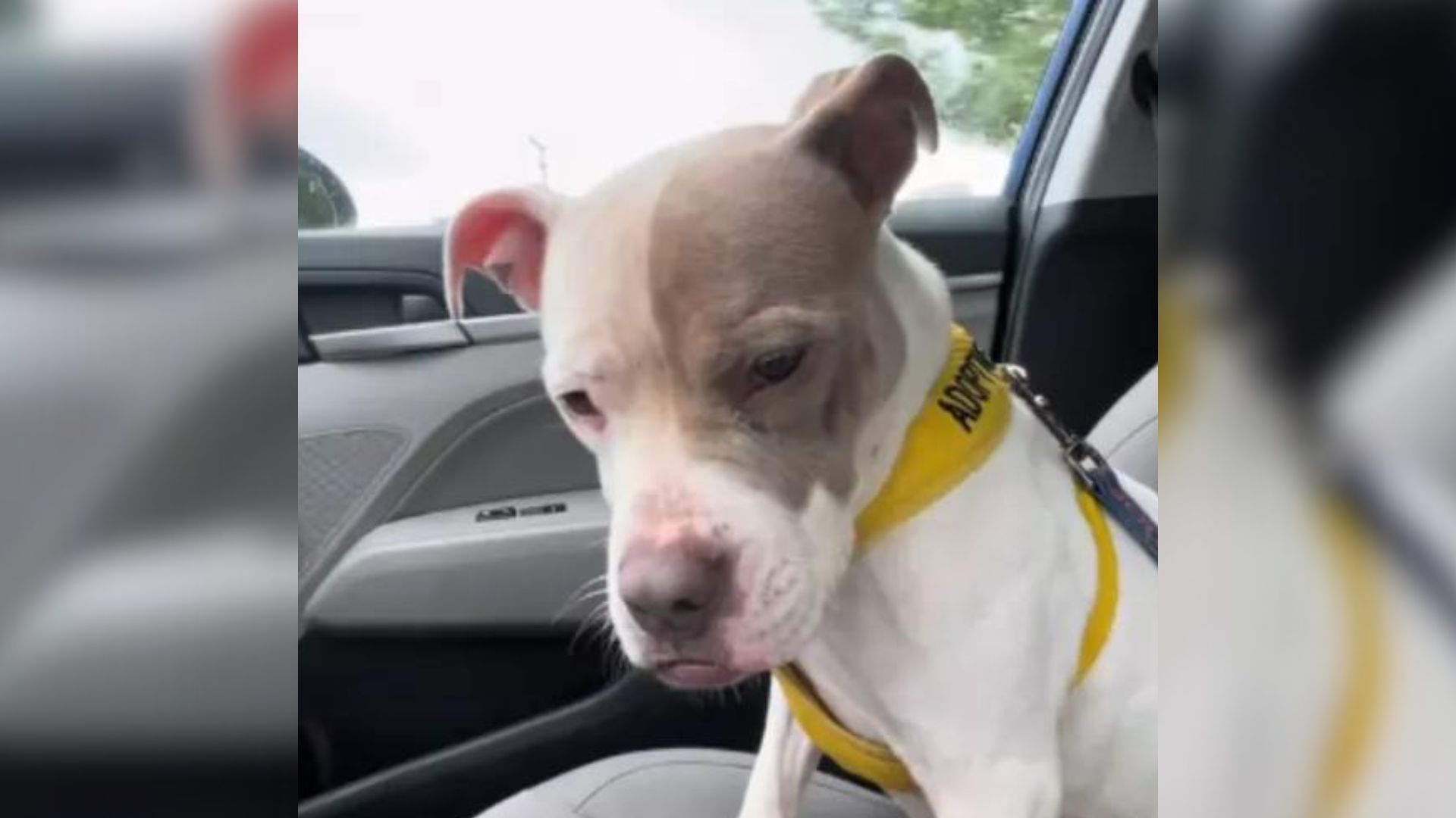 The Dog Sank When She Realized She Was Returning To The Shelter After A Day Out