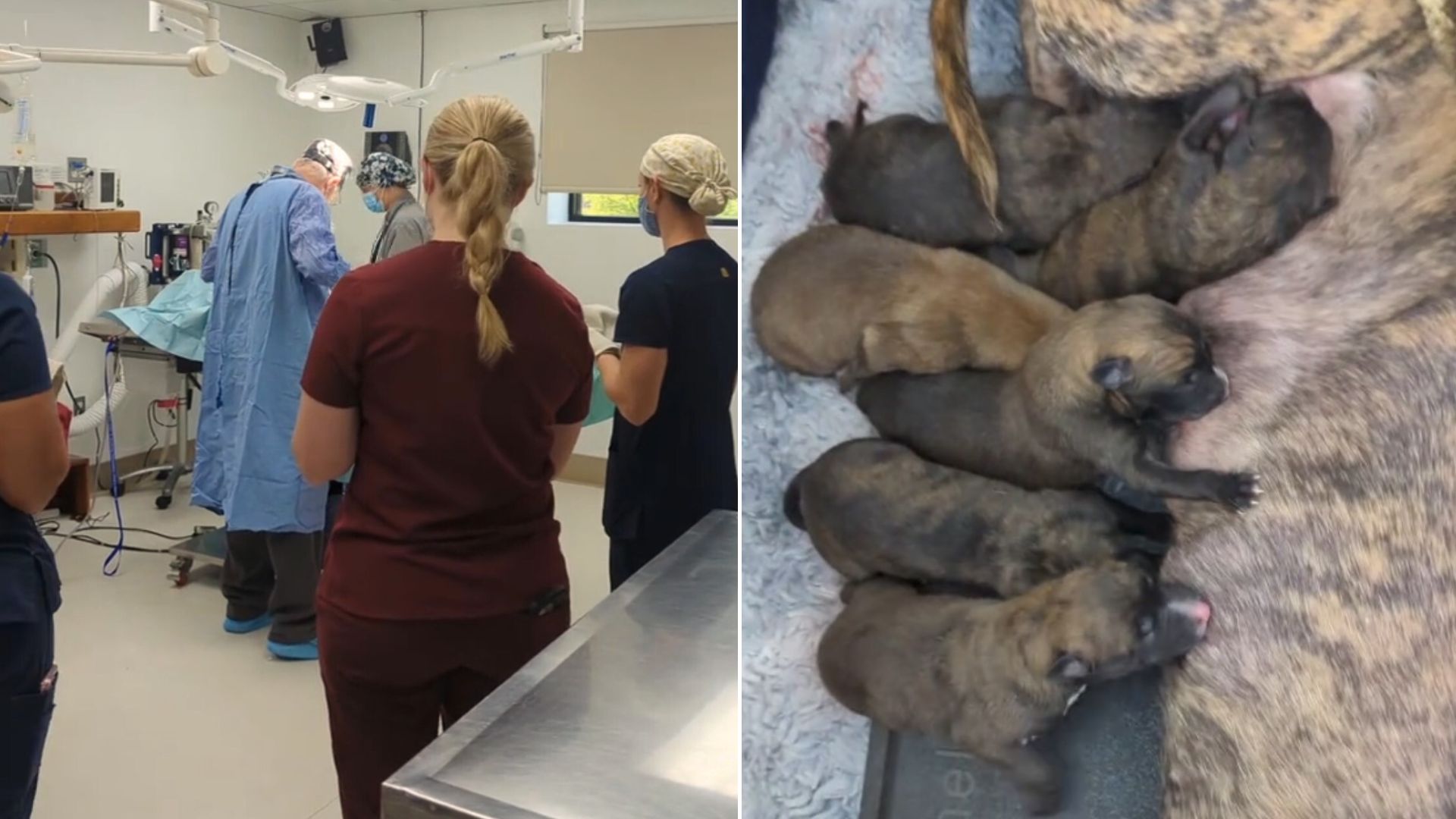 This Vet Team All Gathered Around The Table To Witness An Incredible Moment