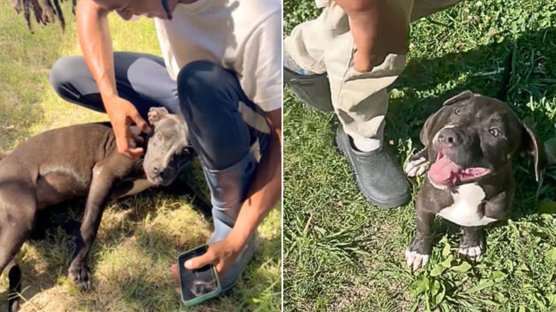 The Friendliest Pittie Keeps Following Little Girl Home And Ends Up Finding A Forever Family