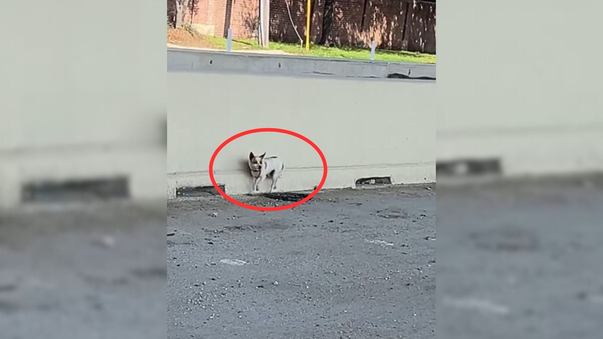 Scared Abandoned Dog Desperately Waits Near Highway For Her Family To Come Back