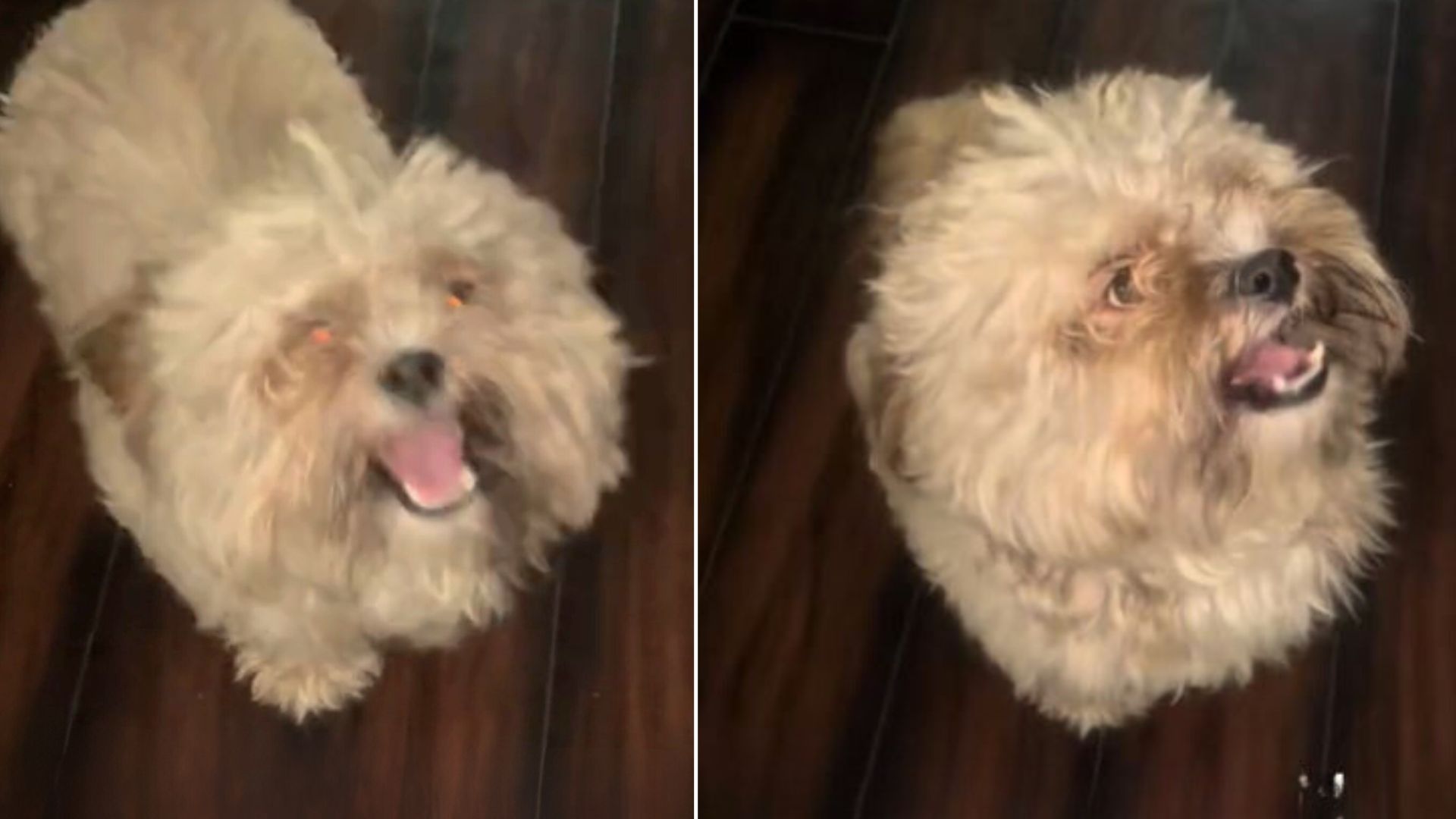 Owner Transforms Dog Into A ‘Gremlin’ Following One Very Messy Grooming Day At Home