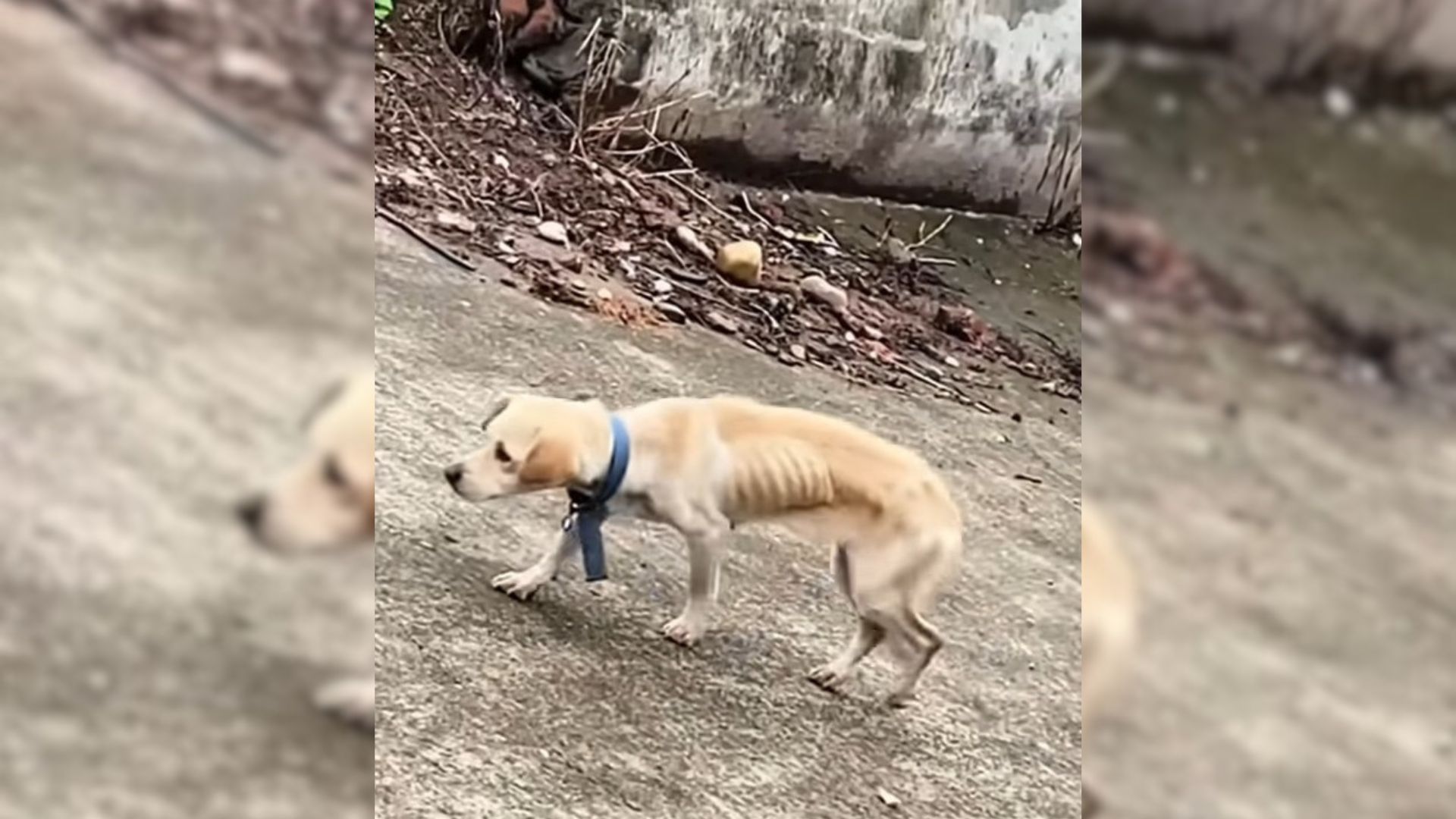 Dog Abandoned In A Village Kept Hoping Her Parents Would Come Back But Then Something Amazing Happened