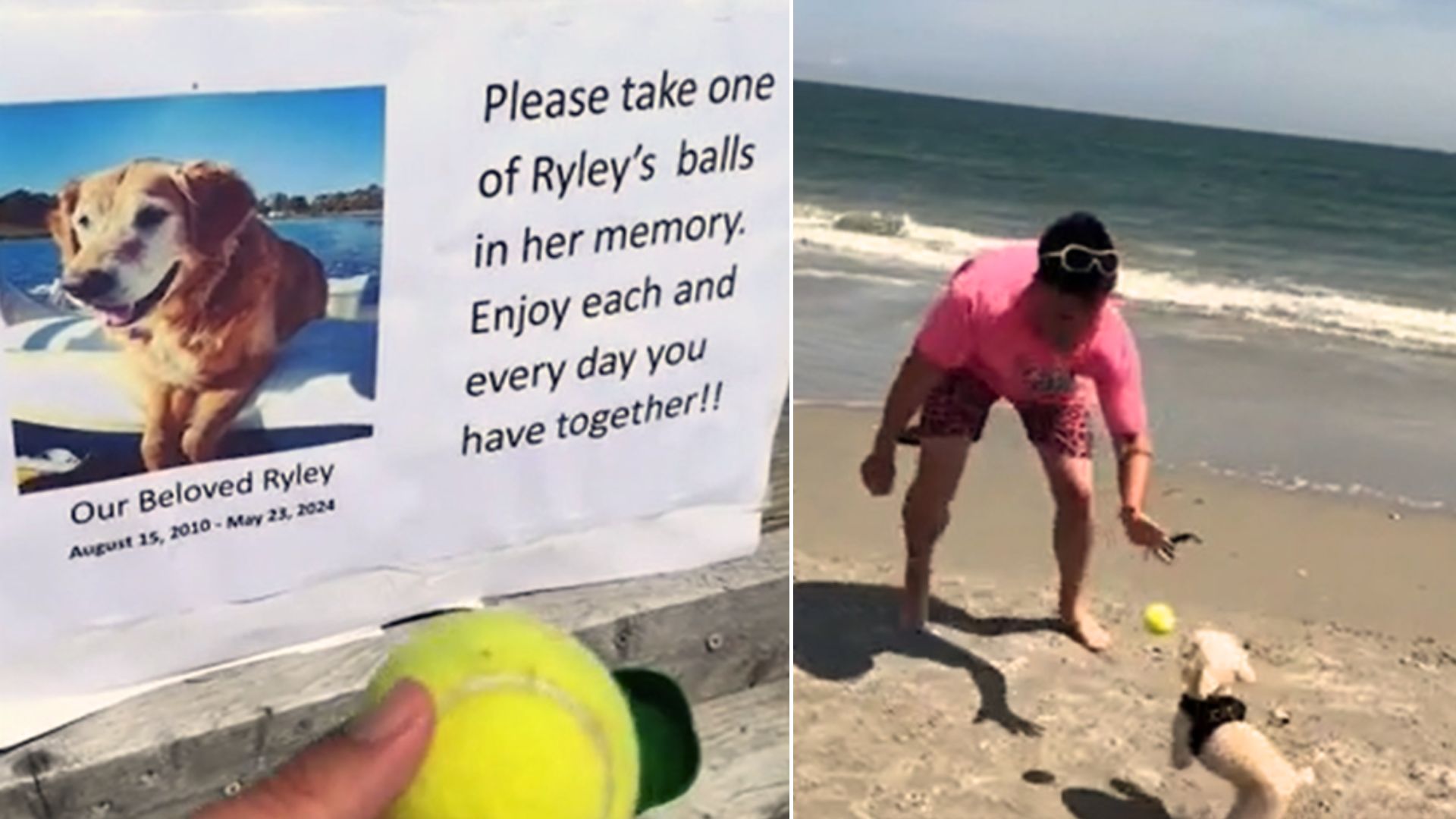 Missing dog poster on a beach