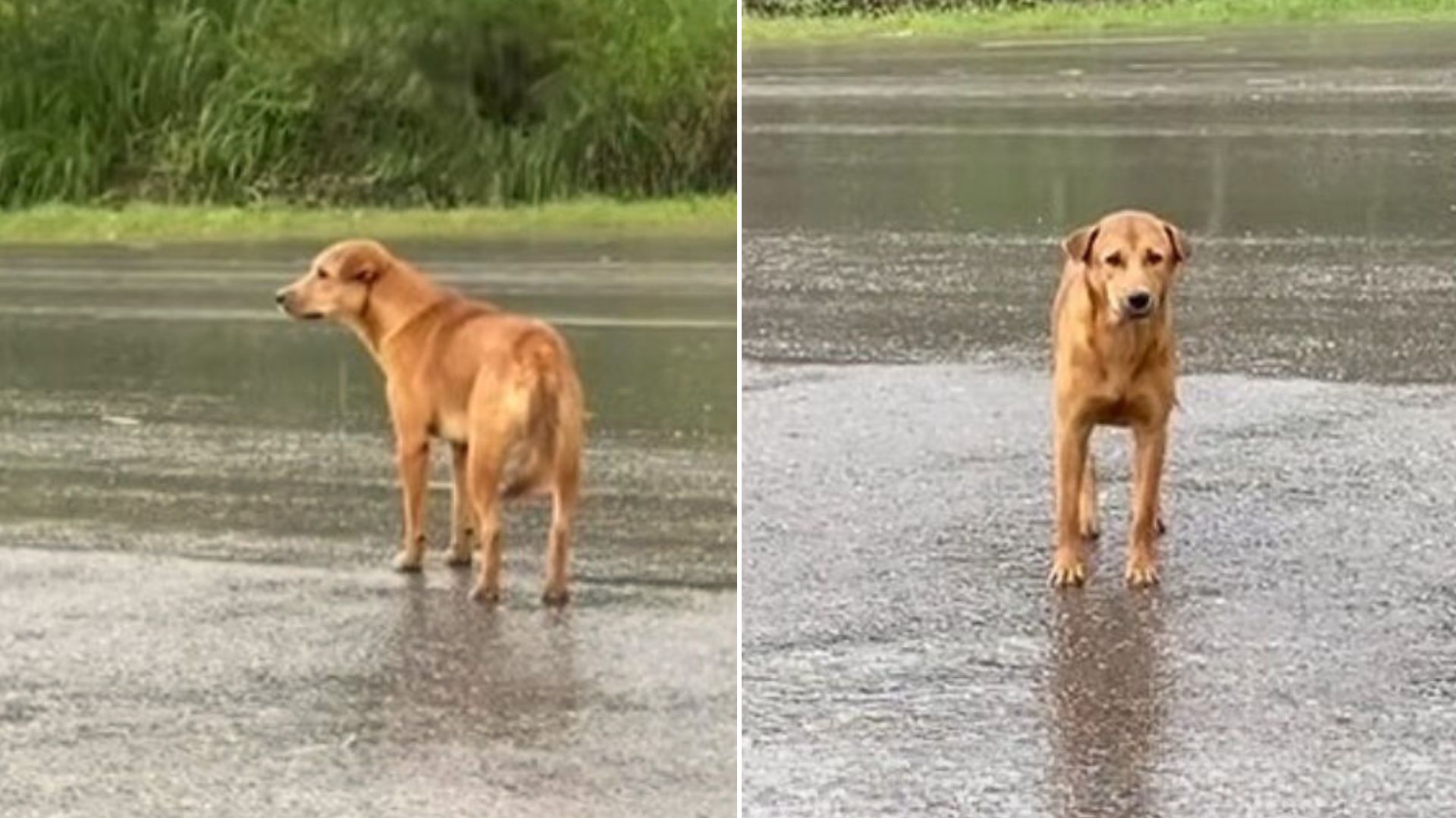 The Sorrowful And Lonely Pup Who Waited In The Rain For Days Is Overjoyed To Reunite With His Owner