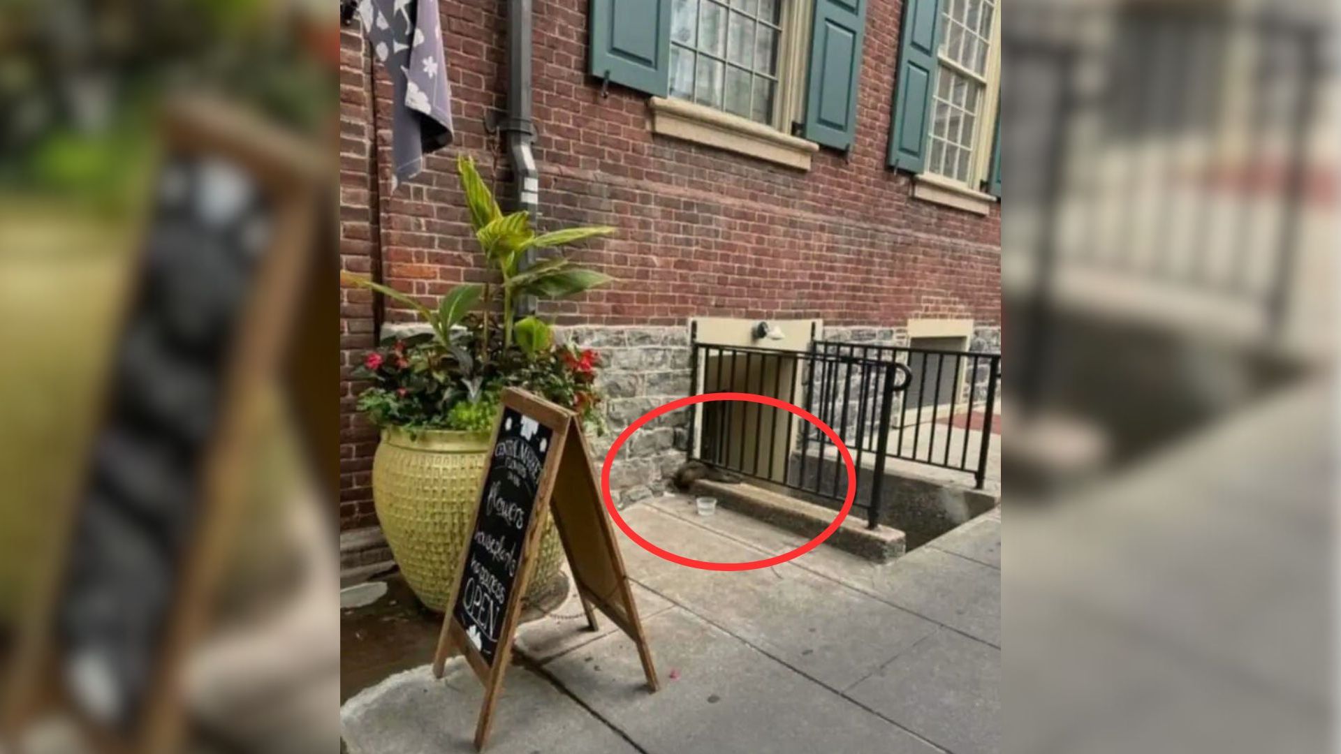 These People Were Shocked When They Noticed A Fuzzy Figure In An Unexpected Place