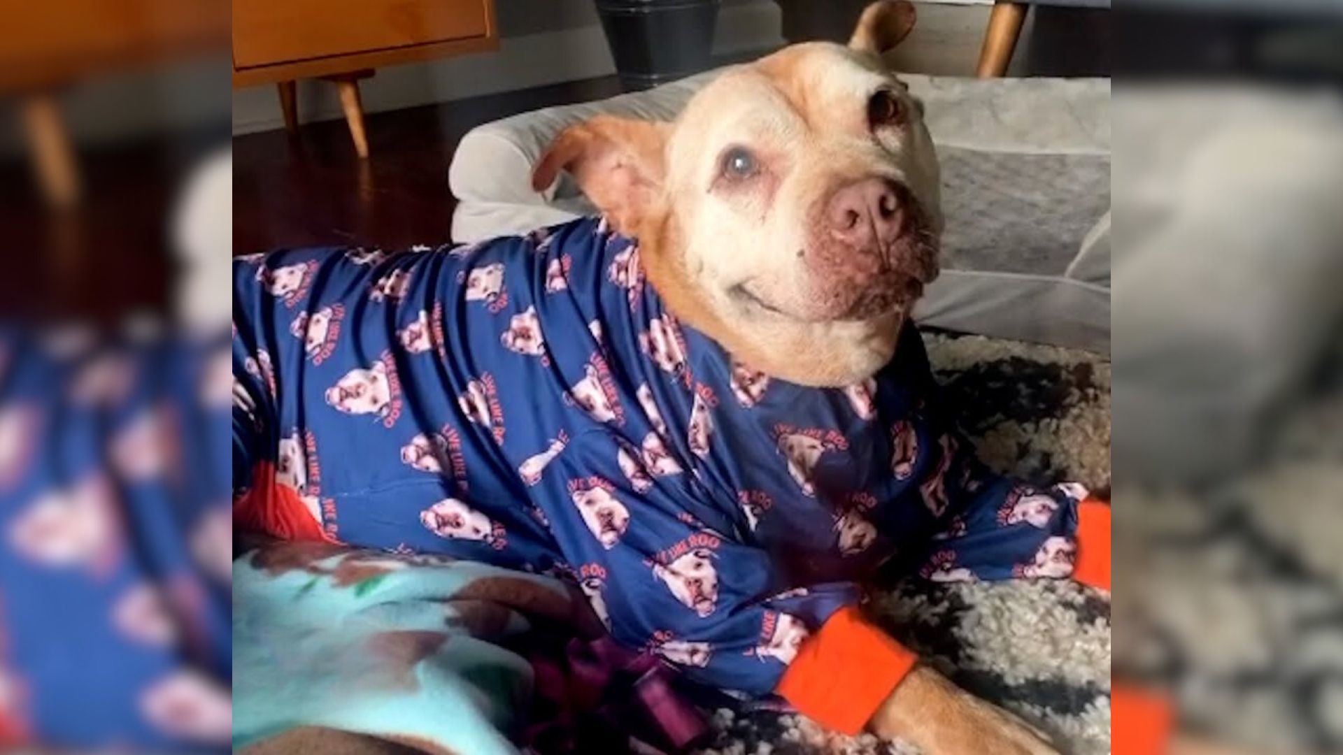 This 20-Year-Old Rescue Pitbull Smiling Is The Most Hauntingly Cute Thing You’ll See