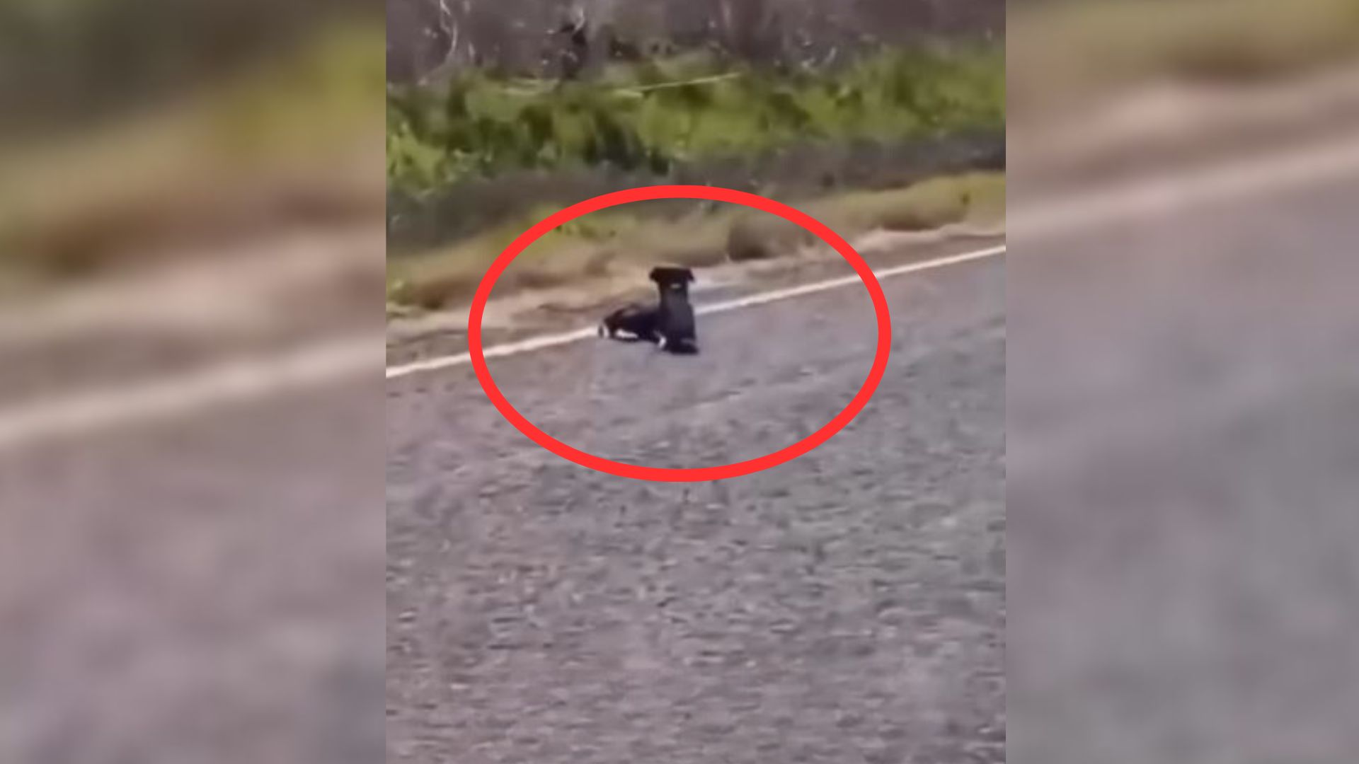 This Loyal Dog Did Not Abandon His Friend Who Broke A Leg Until Rescuers Came To Save Them