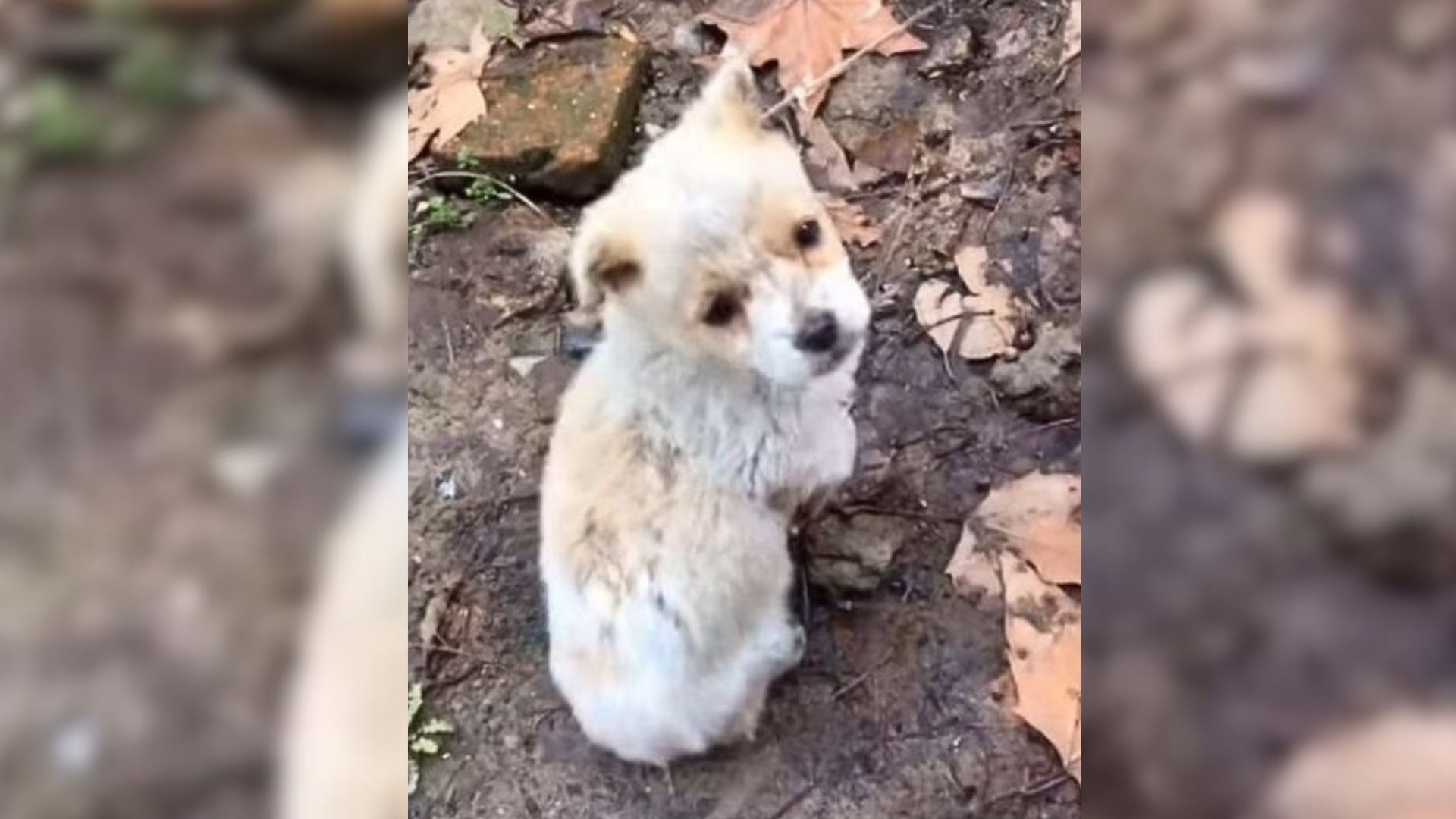 Tiny Puppy Dumped In The Middle Of Nowhere Missed His Mom As He Kept Sobbing And Begging For Help