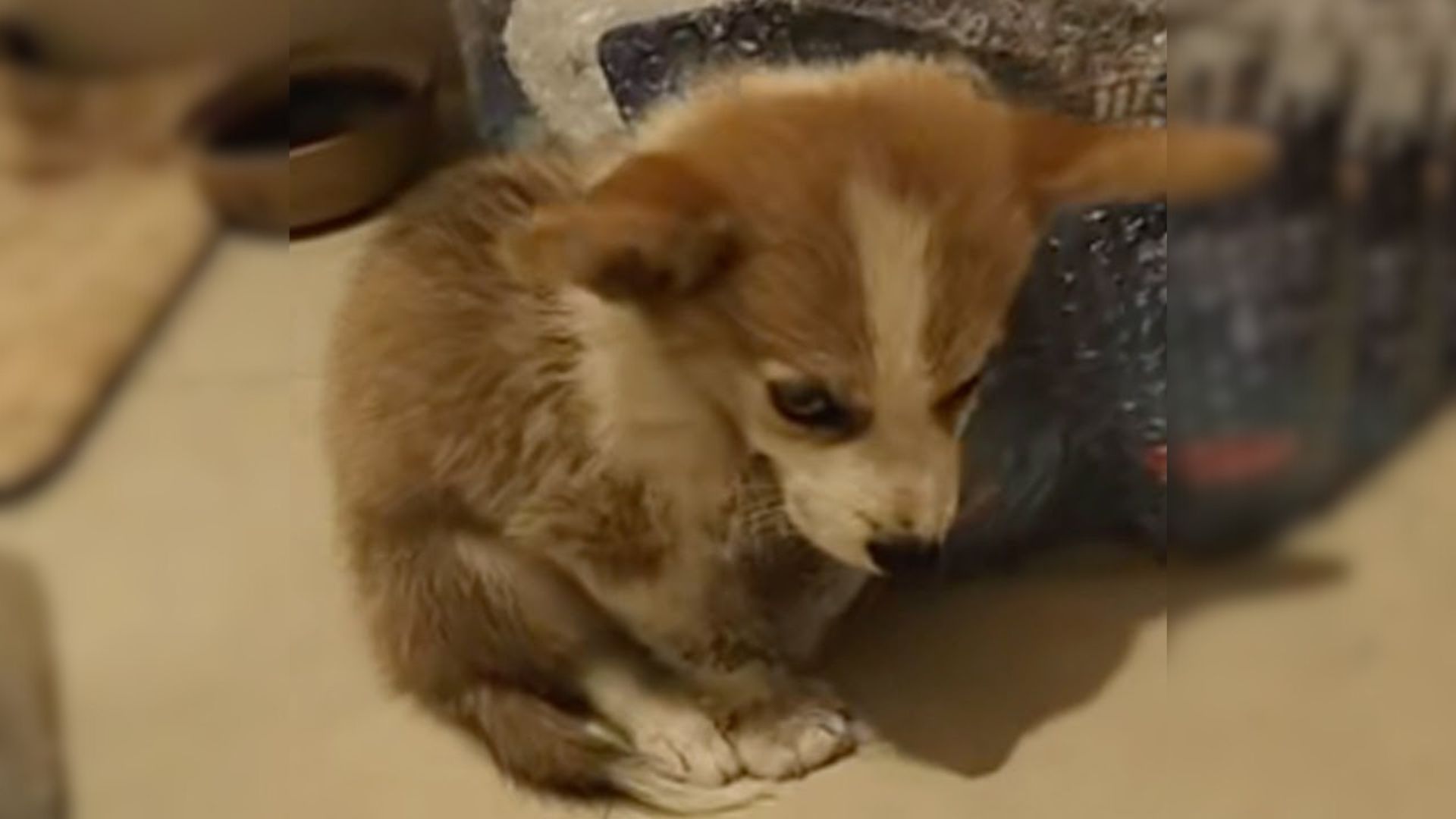 tiny puppy crying