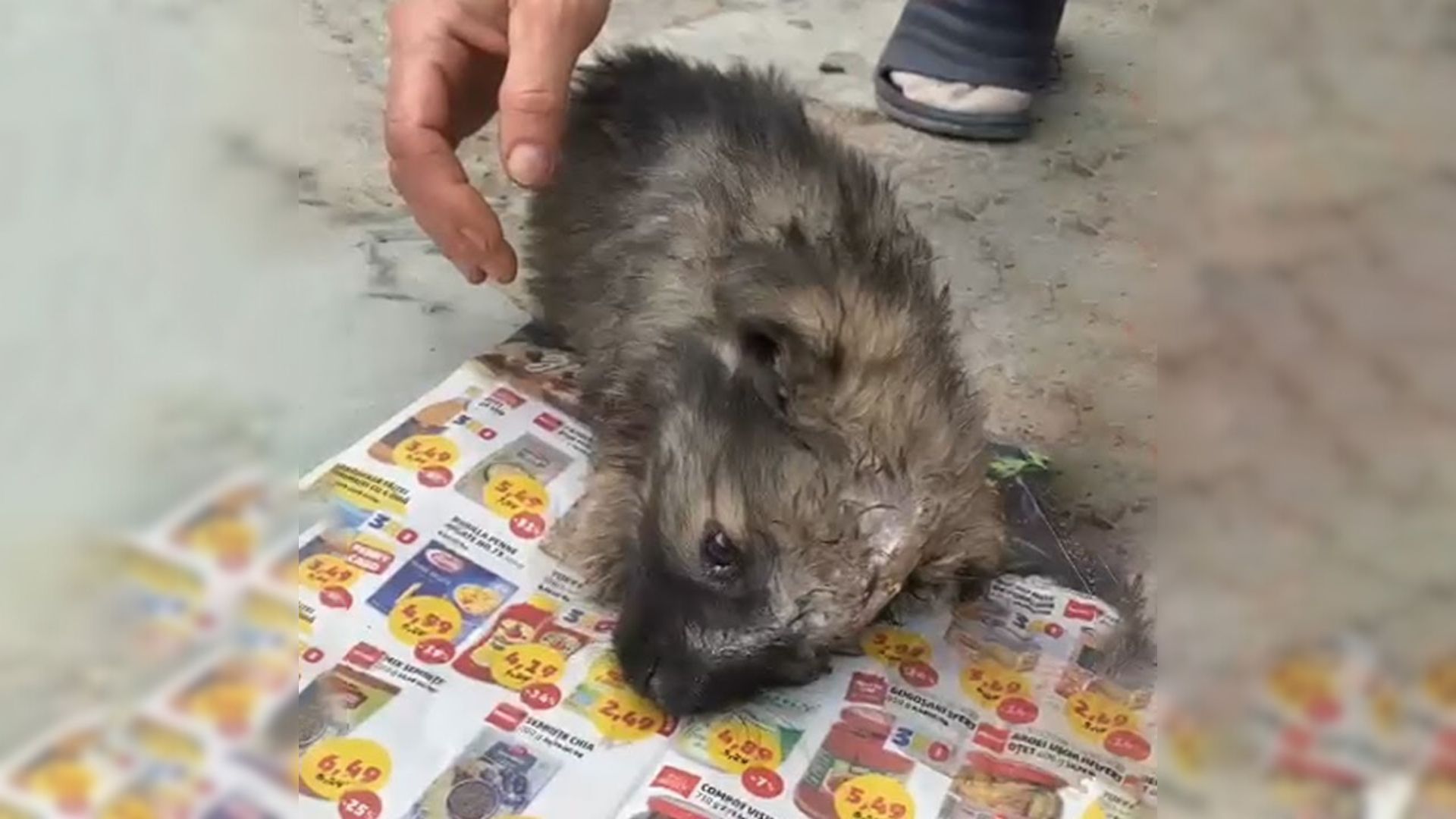 Injured Puppy Lying On The Ground Made An Incredible Transformation After Meeting Someone Special