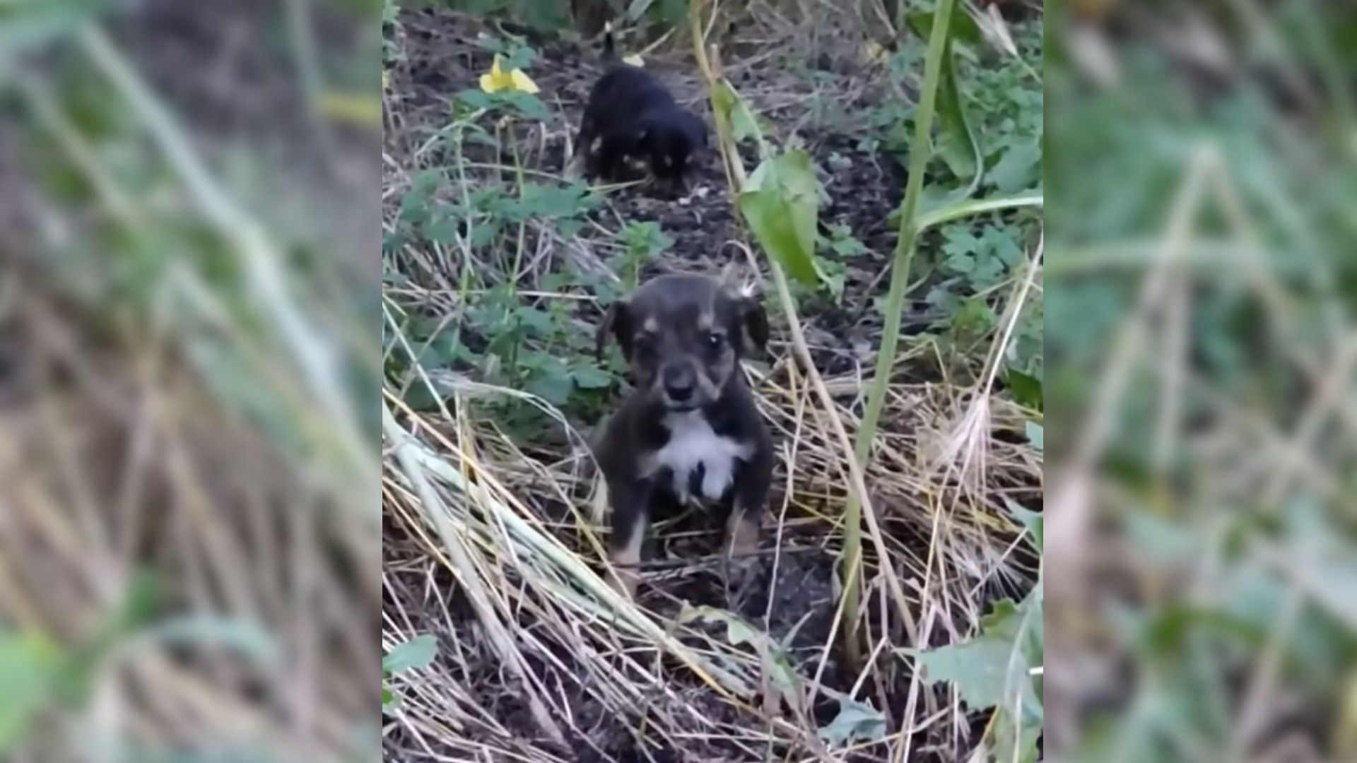 Scared Orphaned Puppies Hide In Bushes On The Side Of The Road, Hoping For Help