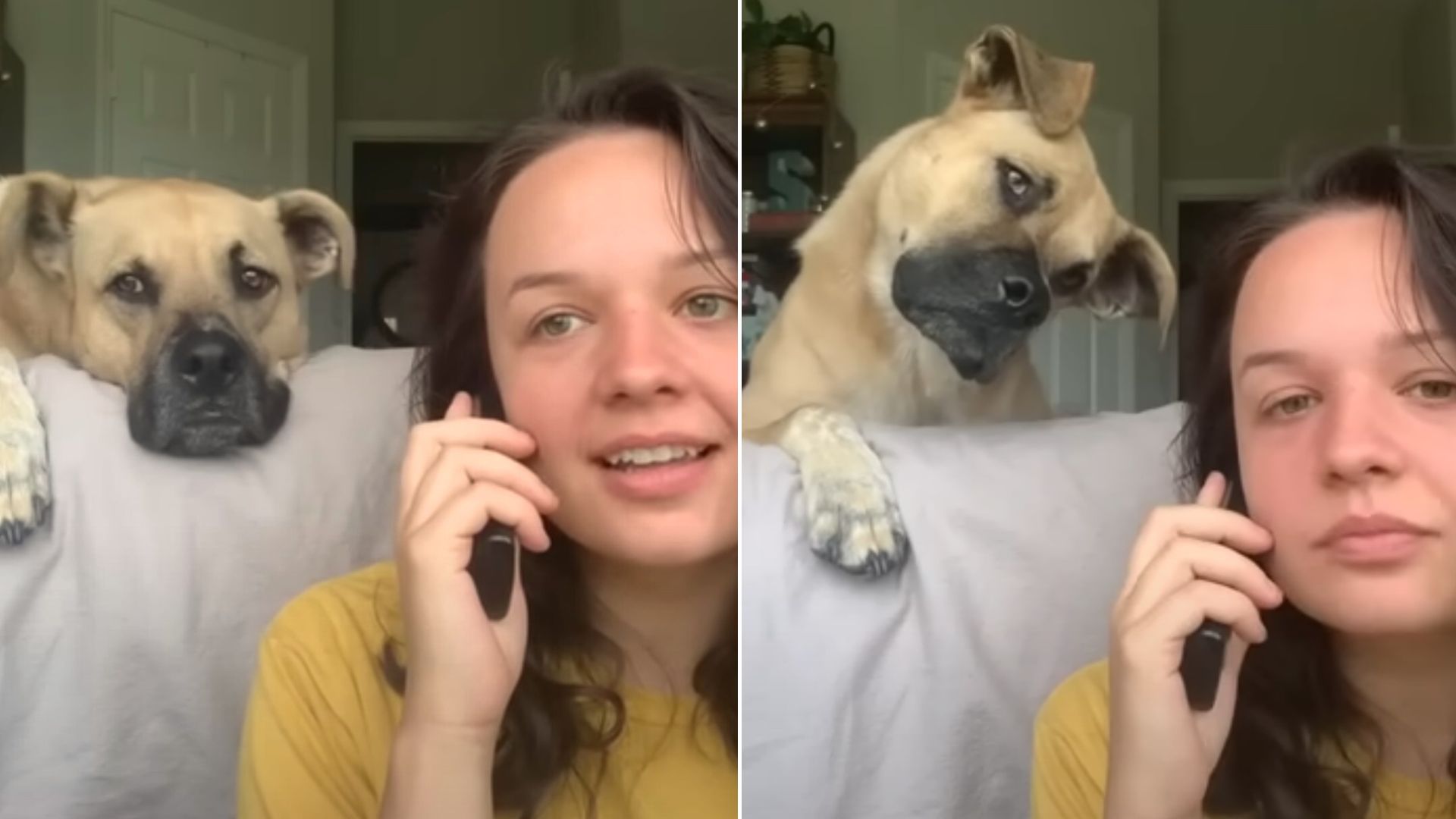 Dog Overheard His Owner Say His Favorite Words Over The Phone And His Reaction Is Just Adorable