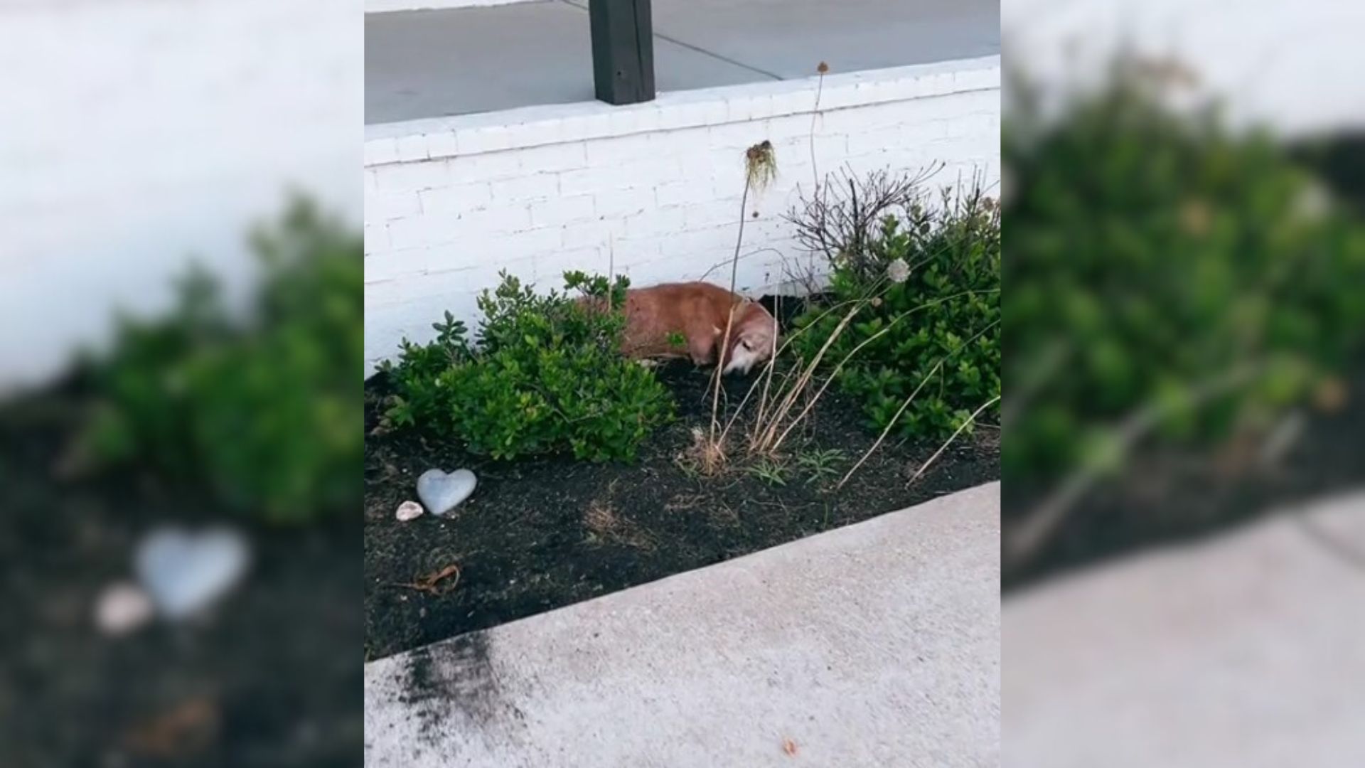 sweet dog sleeping in garden