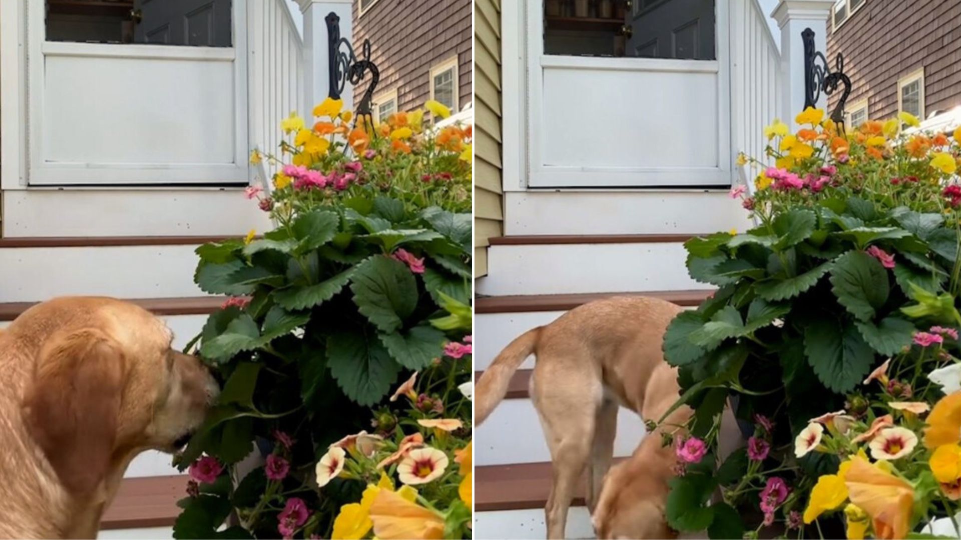 Woman Notices Someone Stealing Her Strawberries, Then Catches Culprit On Camera