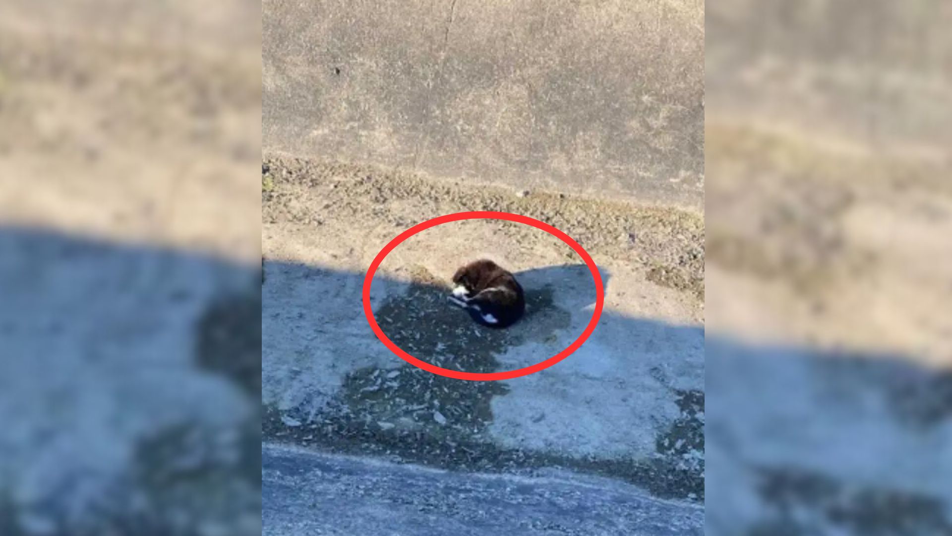 Woman Walking Her Dogs Shocked To Discover Unresponsive Puppy Curled Up In A Canal