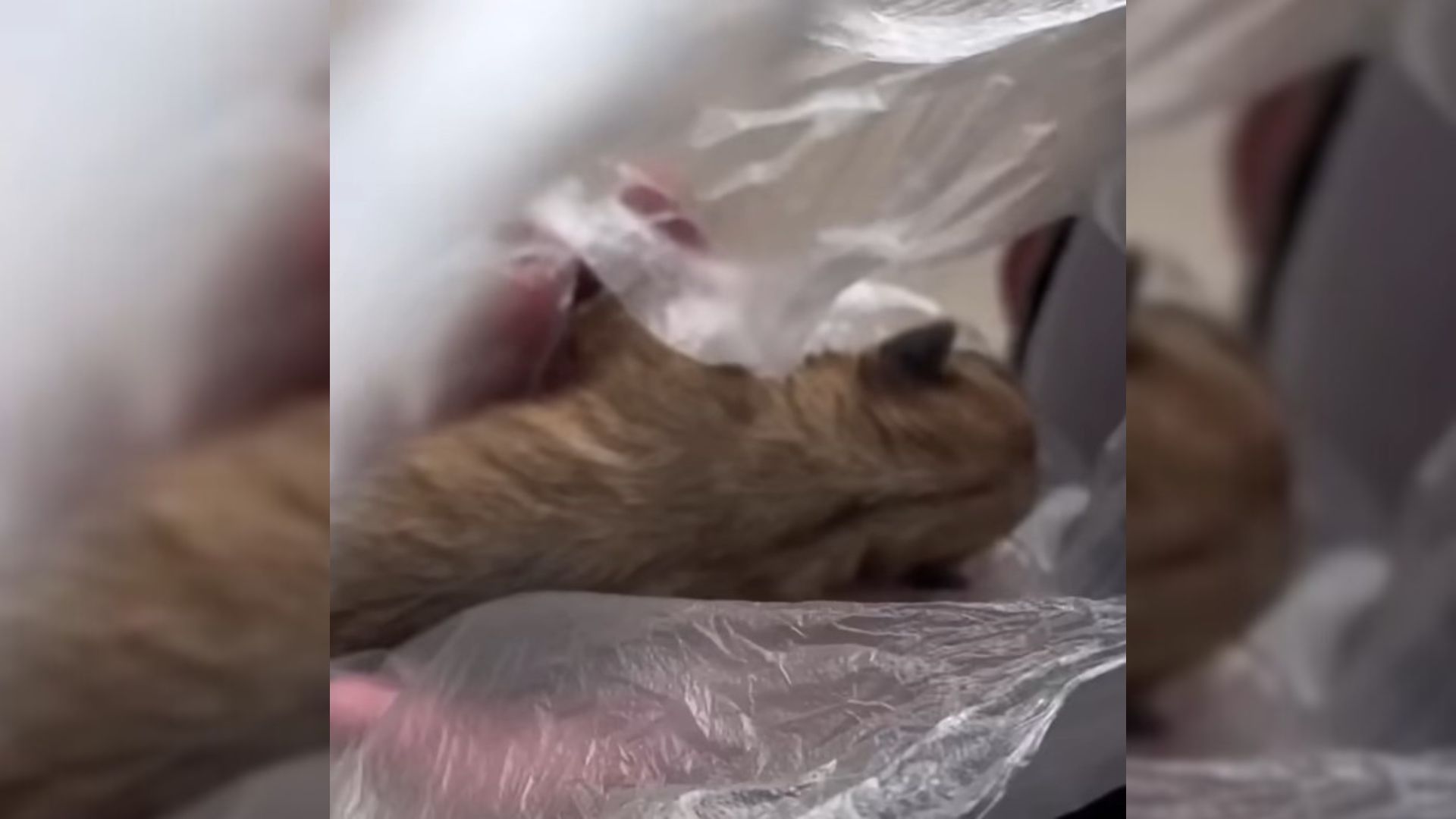 Woman Was In Disbelief When She Realized What Was In The Plastic Bag Near The Road