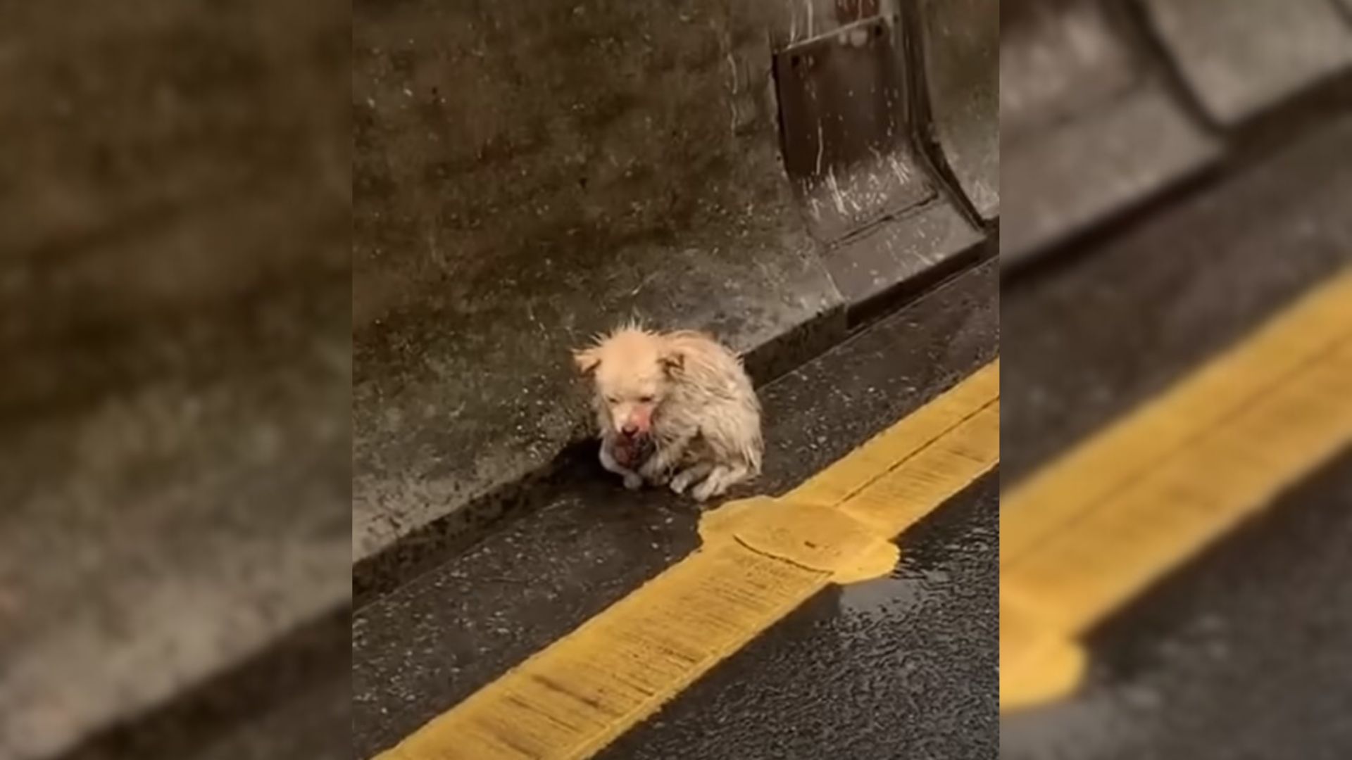 Wounded Puppy Trembling In The Rain On A Busy Bridge Couldn’t Stop Kissing Her Rescuers Hand