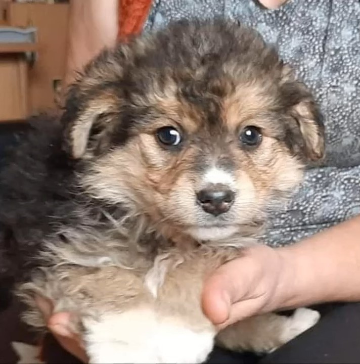 a beautiful puppy in the hands of a woman