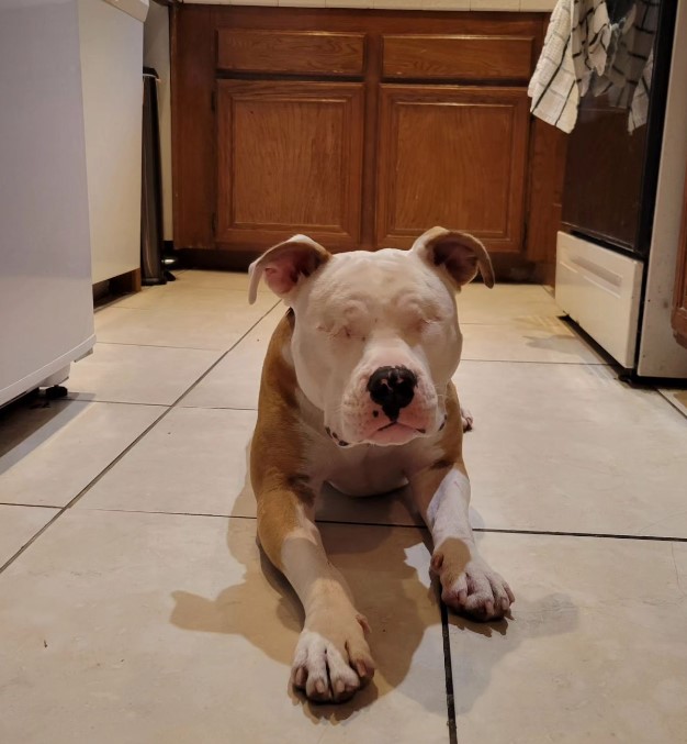 a blind dog is lying on the tiles in the kitchen