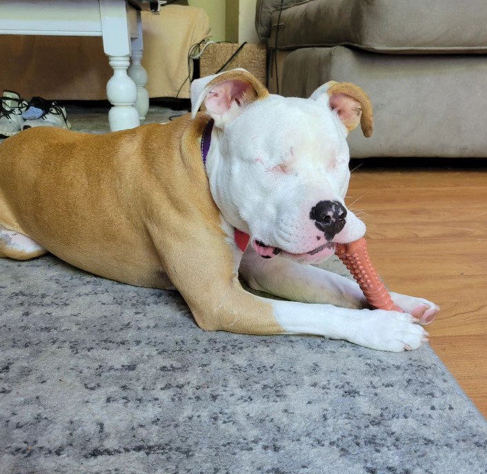 a blind dog lies on the carpet and chews on a rubber grinder