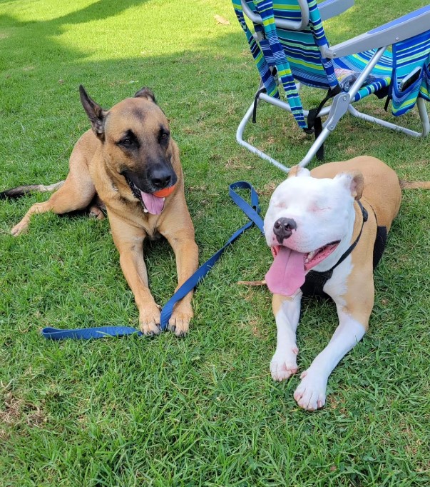 a blind dog with a friend is lying on the grass