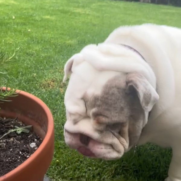 a bulldog sniffs a flower pot in the garden