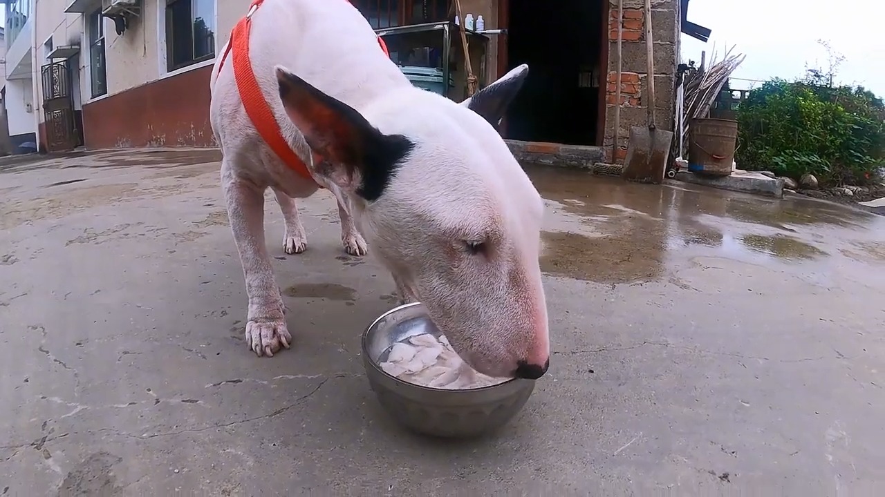 a dog drinking water