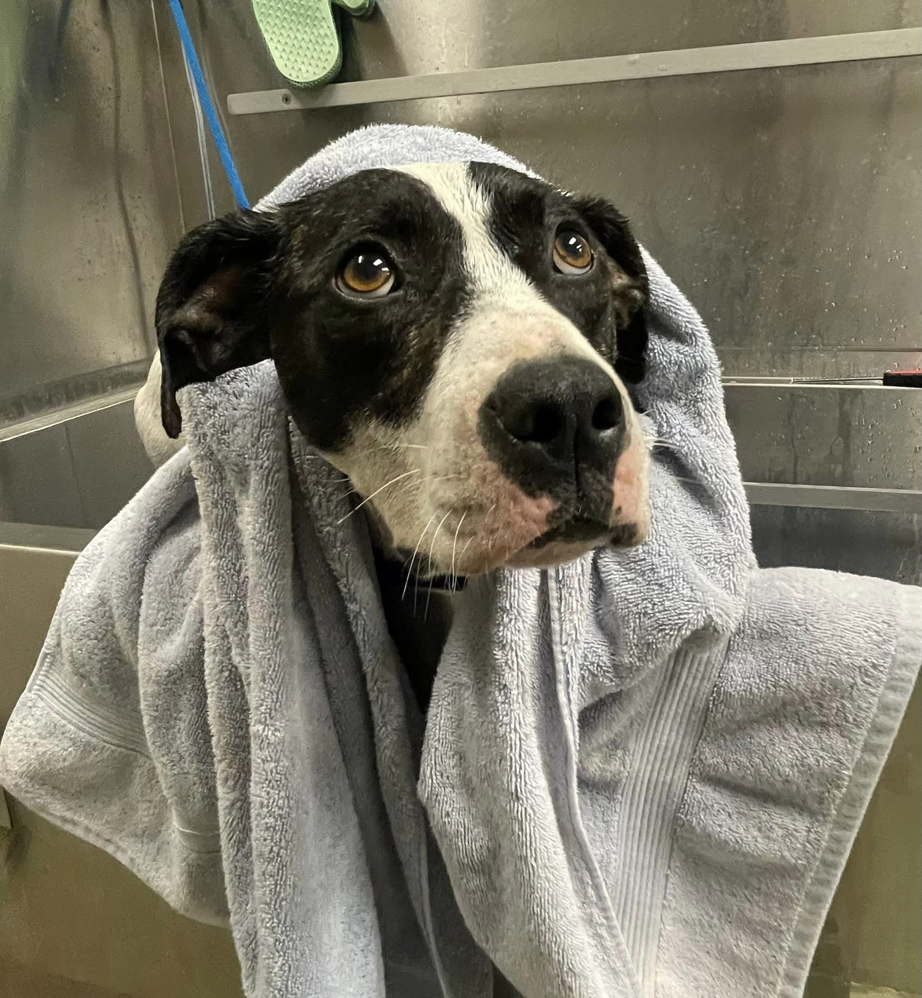 a freshly bathed dog with a towel around his head