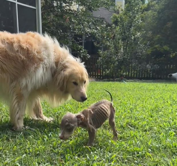 a golden retriever cares for a malnourished dog