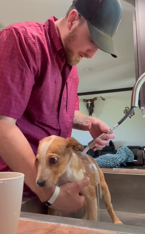 a man bathing dog