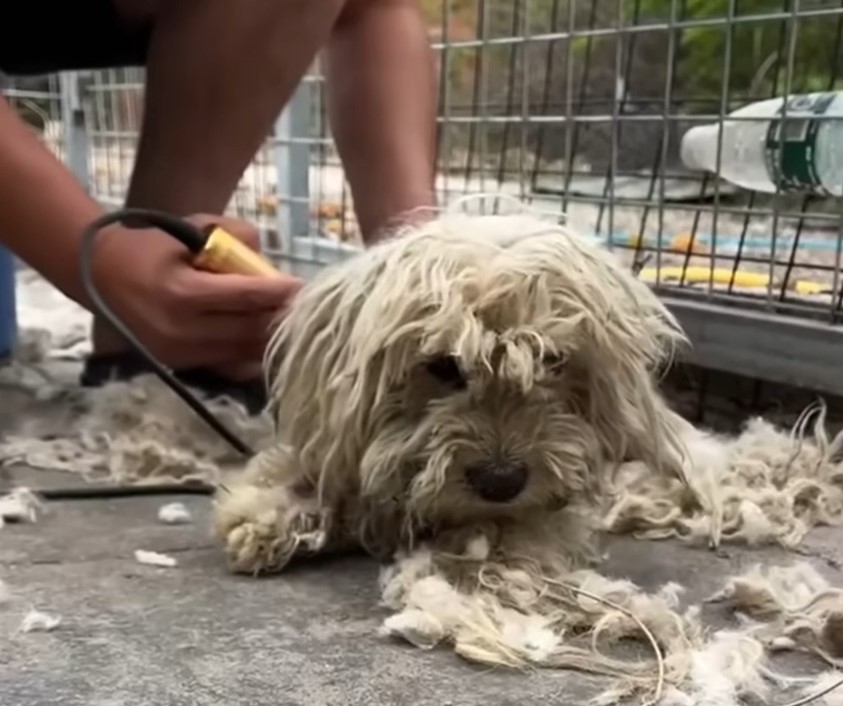 a man cuts a found dog's hair