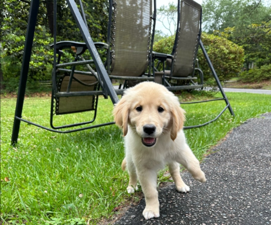 a playful dog with a raised paw