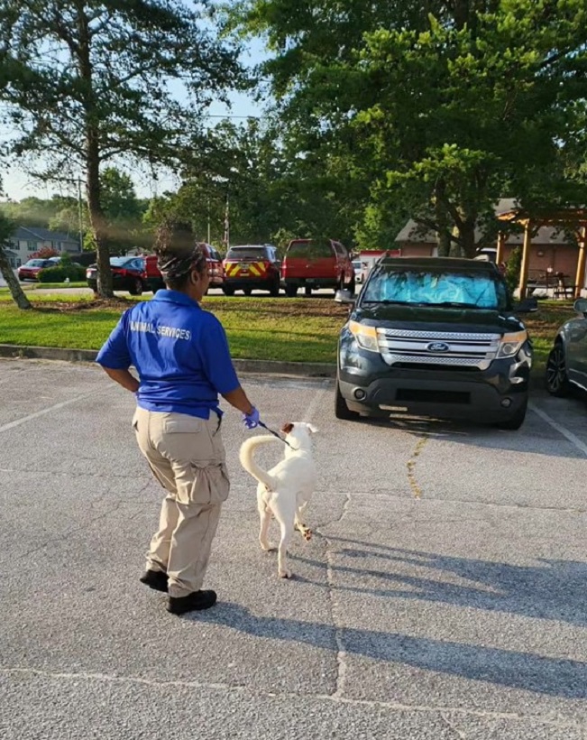 a woman leads a dog on a leash in the street