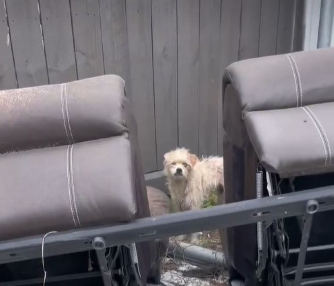 abandoned pup next to an old couch