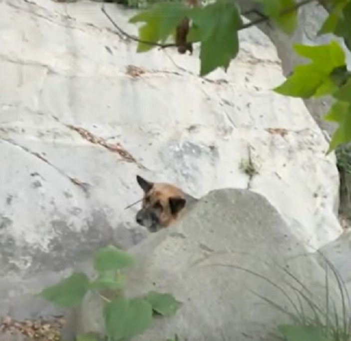 abandoned puppy in the canyon