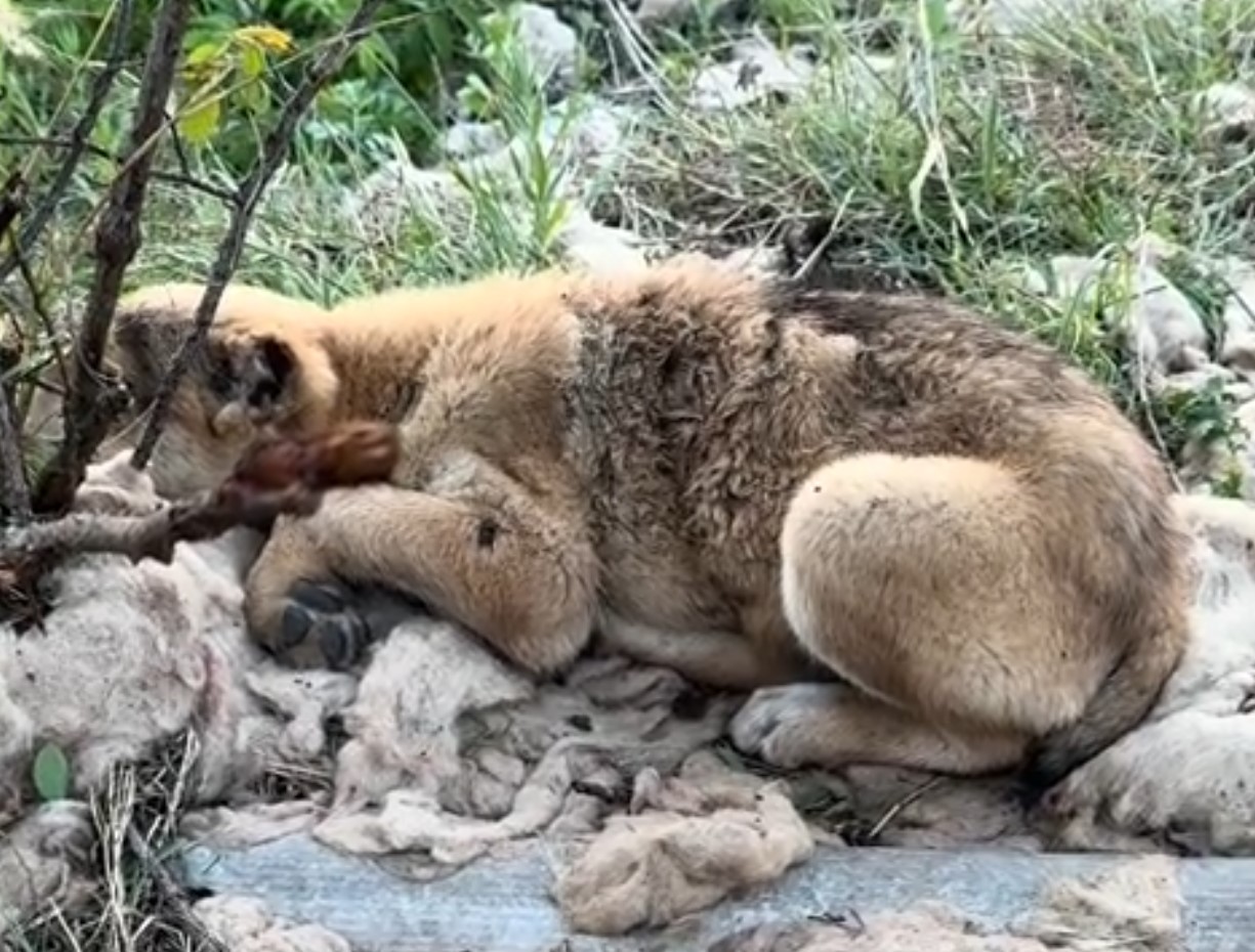 abused dog lying outdoor