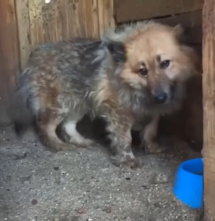 abused dog standing