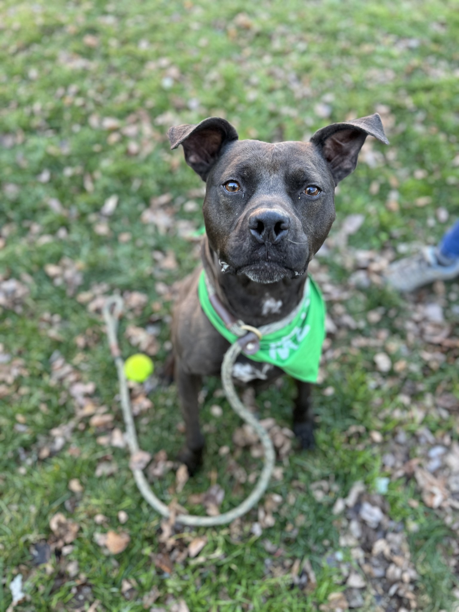 adorable black dog on a leash