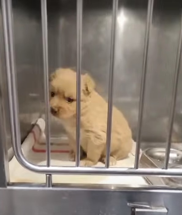 adorable puppy in crate