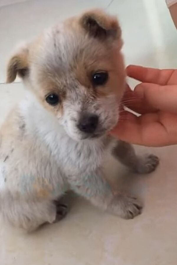 adorable tiny puppy