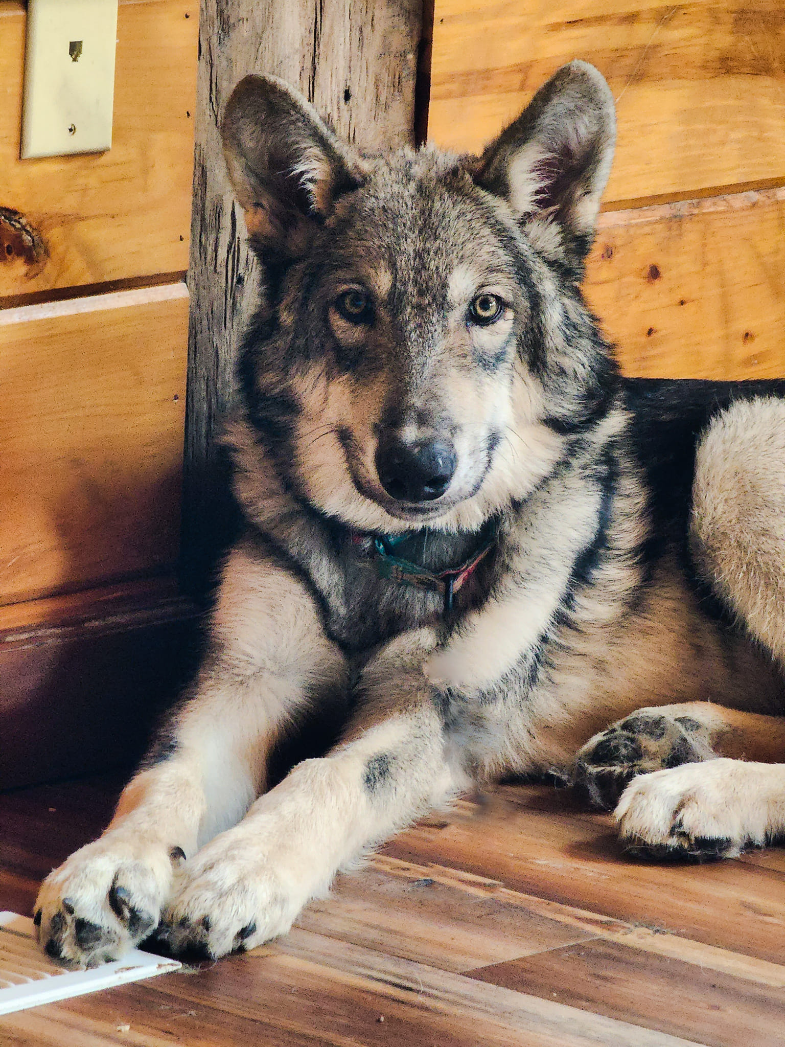 adorable wolf dog