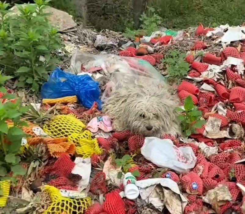 an abandoned puppy lies in the garbage