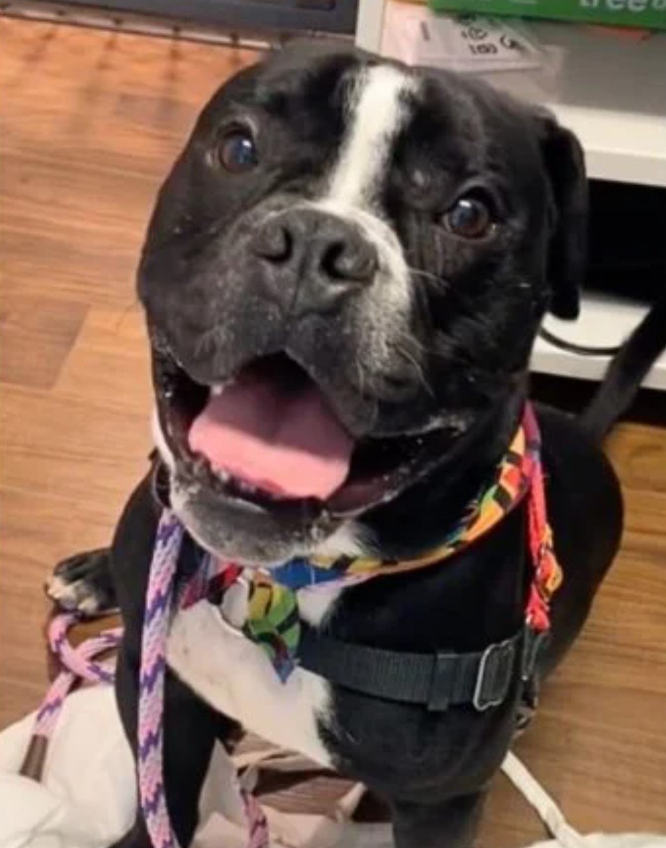 anxious shelter dog