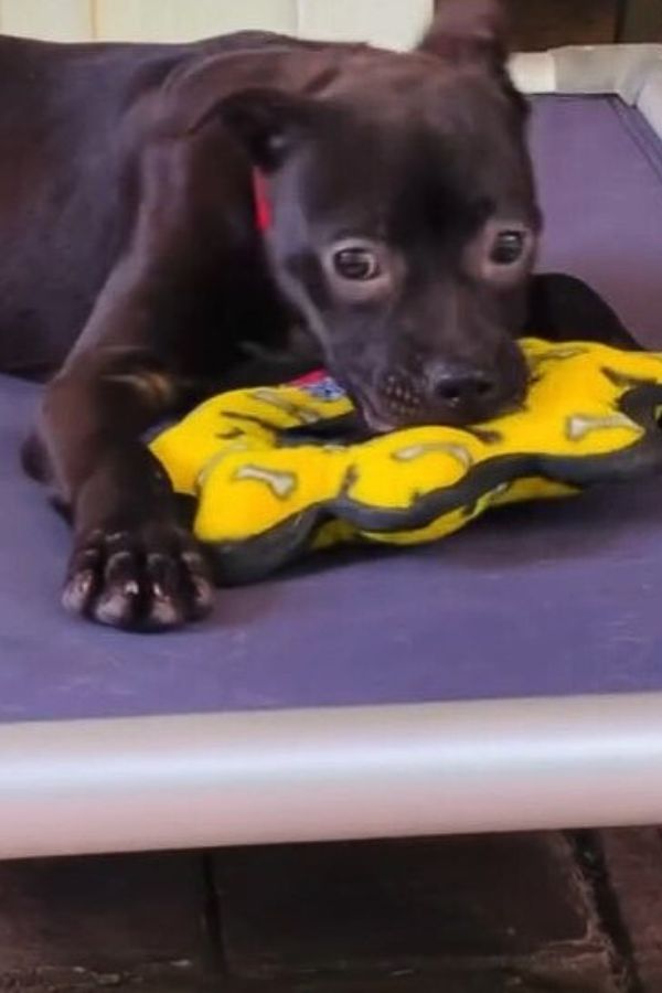 beautiful black puppy