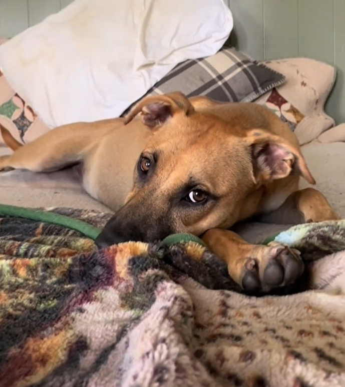 beautiful brown dog laying on bed