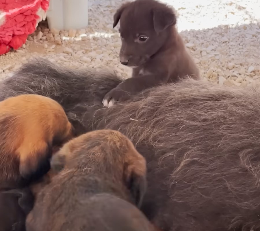 black puppies and dog